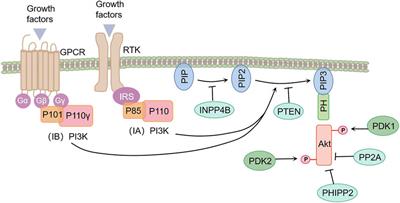 Progression of the PI3K/Akt signaling pathway in chronic obstructive pulmonary disease